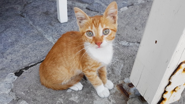 Stephan cats
