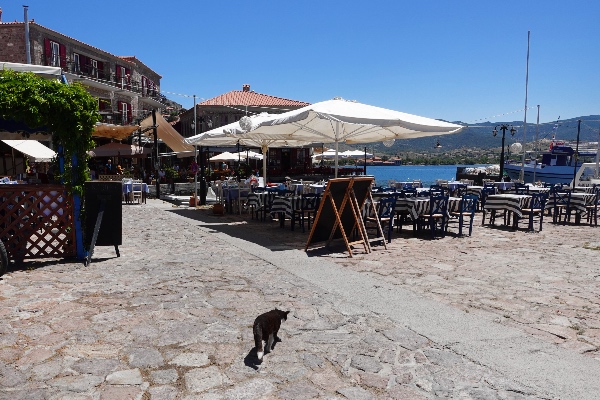 Molyvos harbor cats