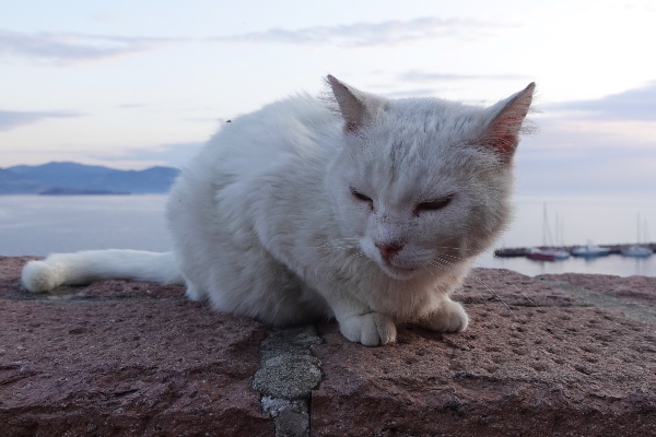 white cats Greece