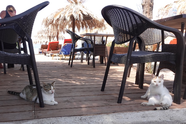 Anaxos beach cats