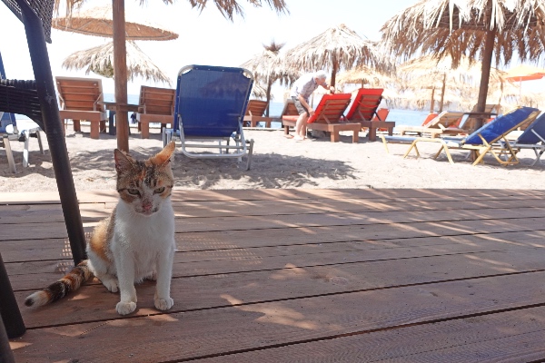 Anaxos best beach Lesbos