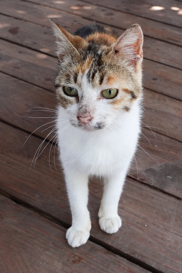 Anaxos cats