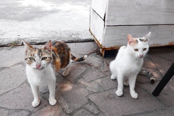 Anaxos Lesbos cats
