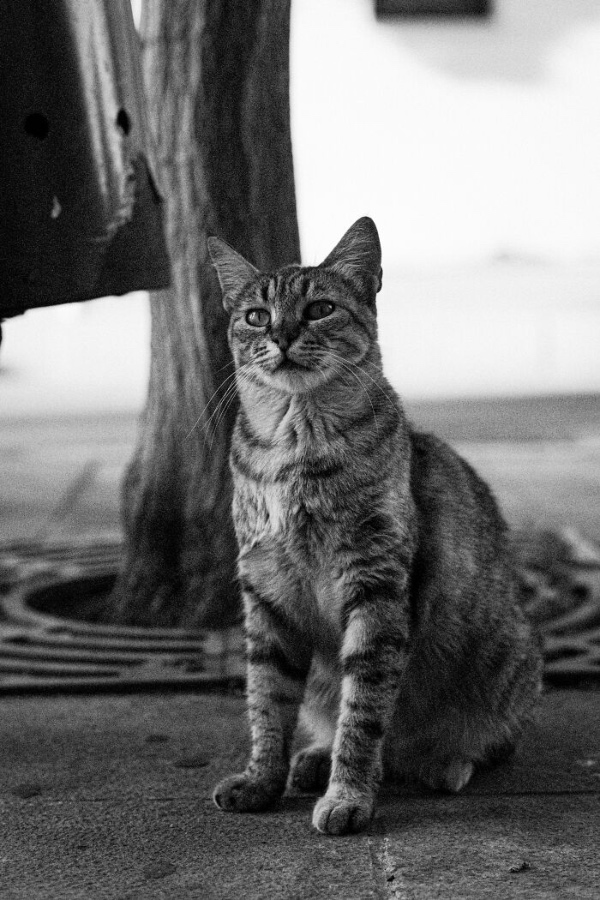 Cats in Limassol