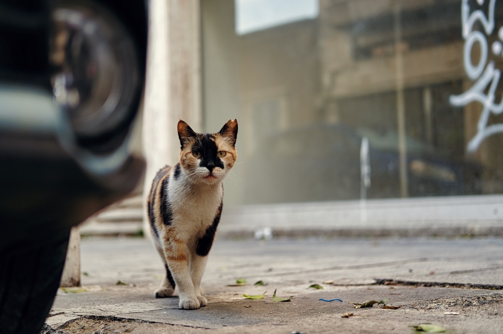more cats than humans in Cyprus