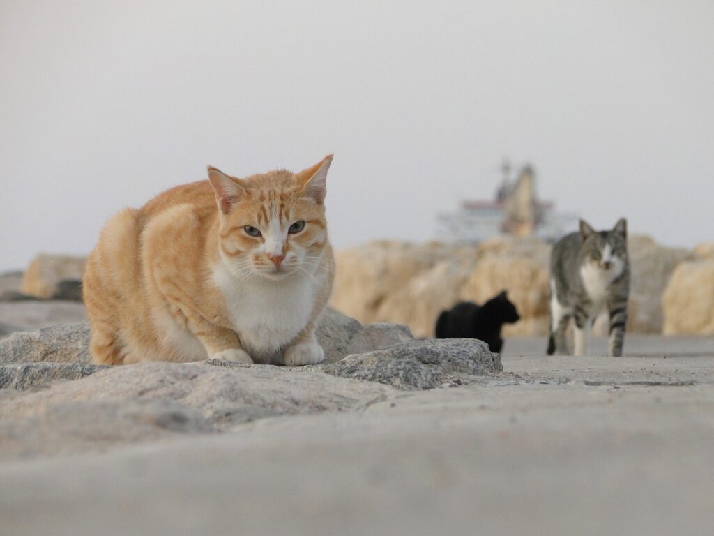 beach cats