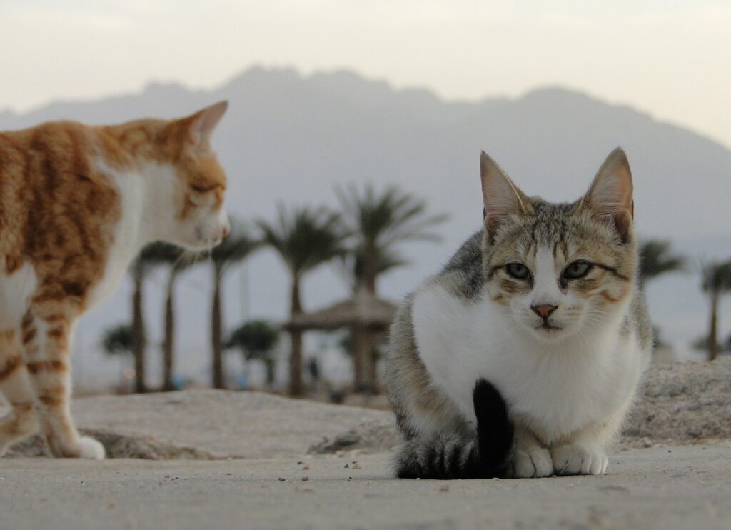 city of cats