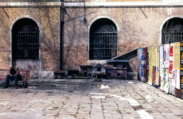 Cats of Venice, Italy