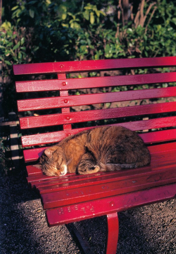 Cat of Venice, Italy