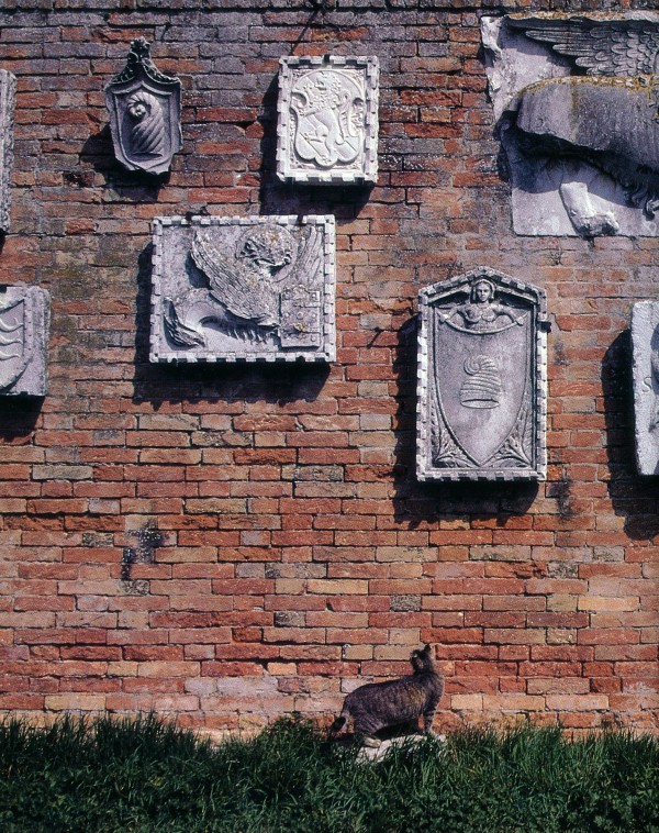 Cat of Venice, Italy