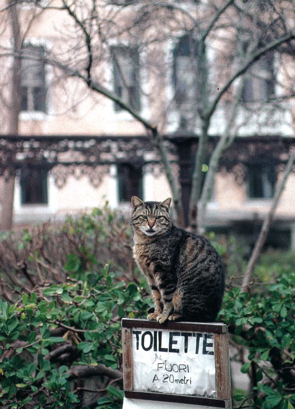 Cat of Venice, Italy