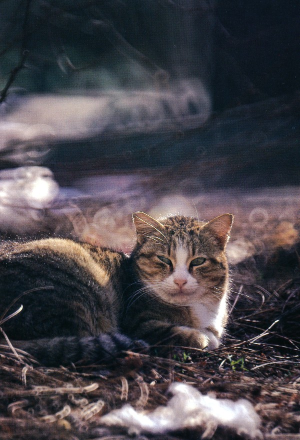 Cat of Venice, Italy