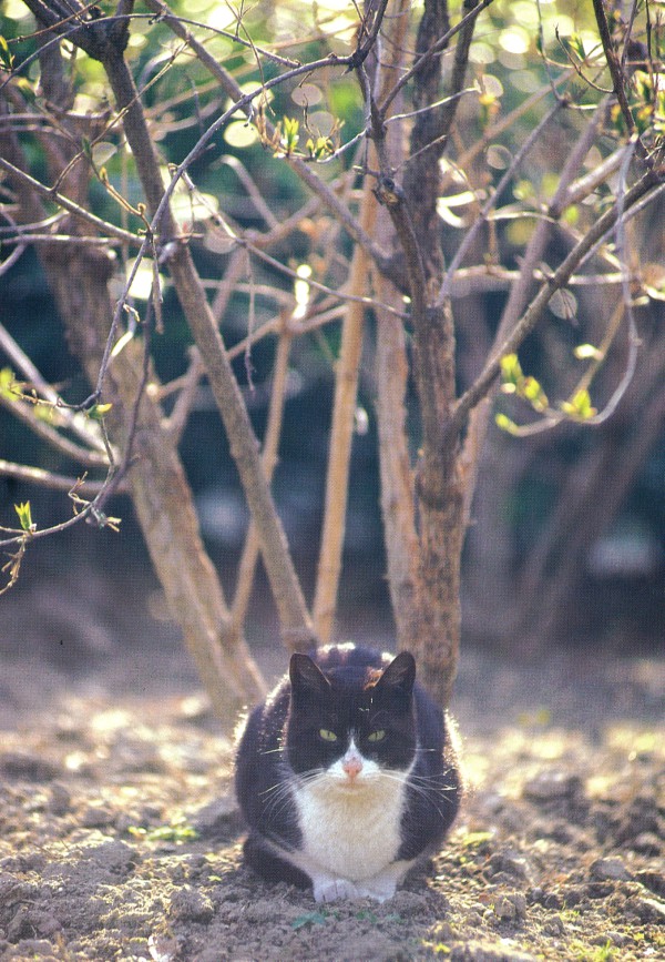 Cat of Venice, Italy