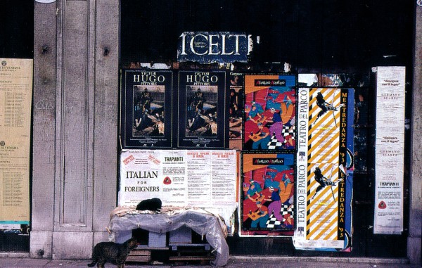 Cats of Venice, Italy