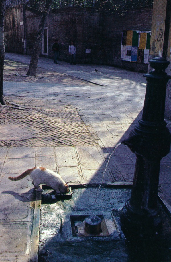 Cat of Venice, Italy
