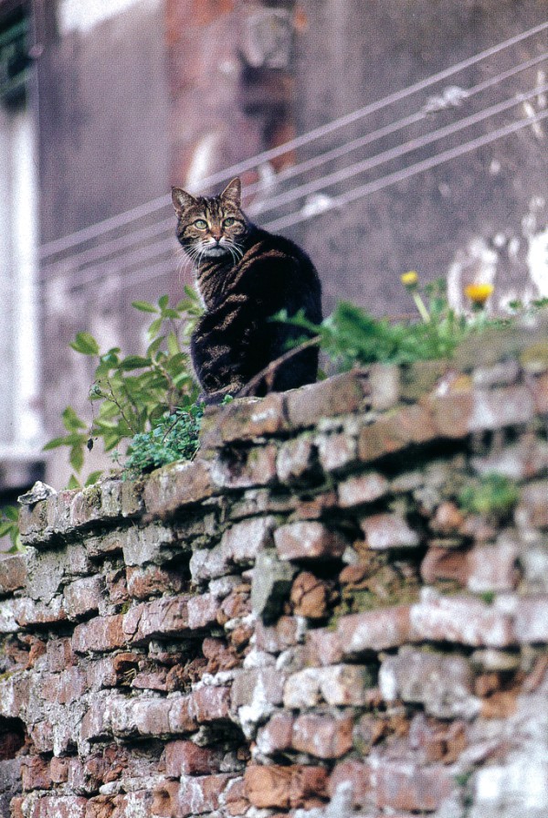 Cat of Venice, Italy