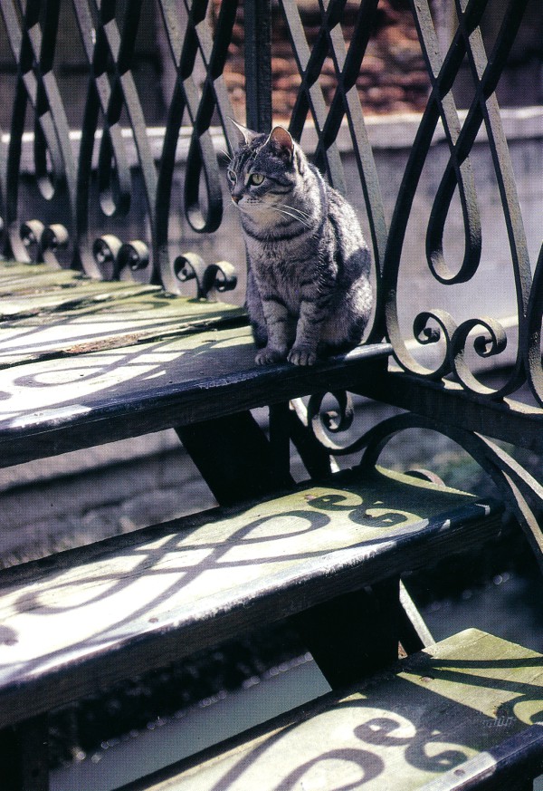 Cat of Venice, Italy