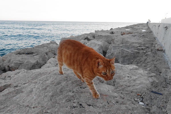 breakwater cats
