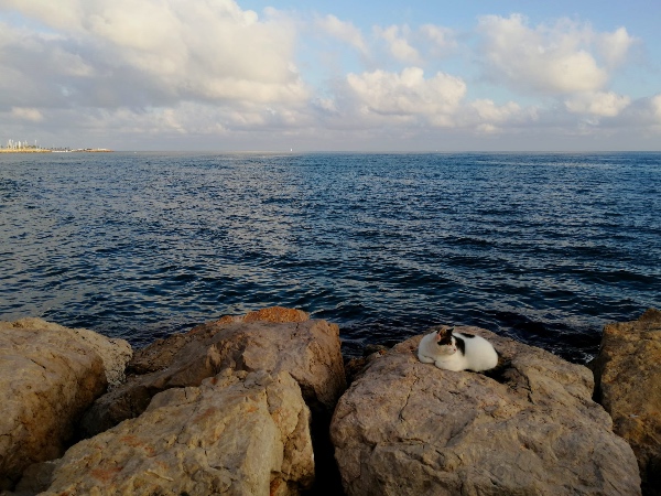 cats on breakwater