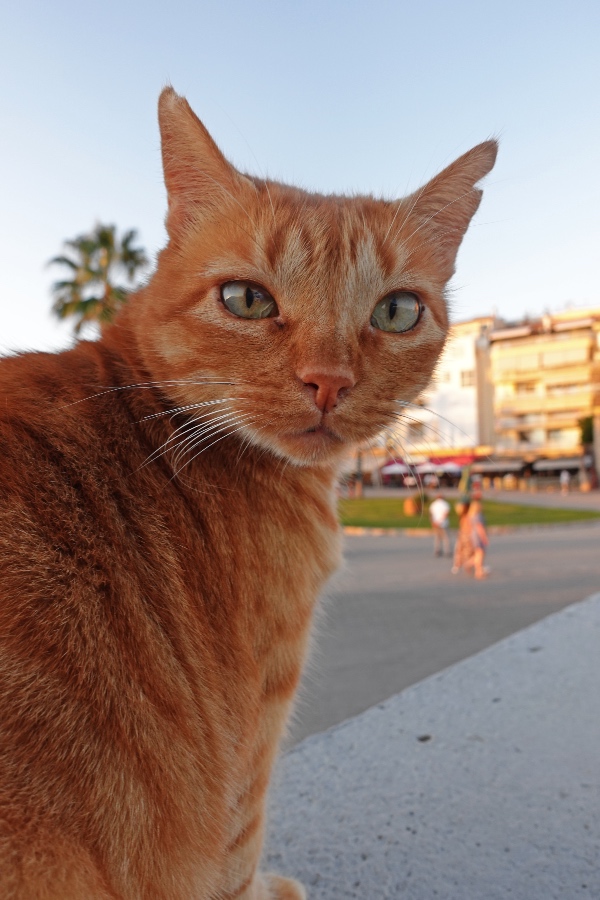 gats de Sitges