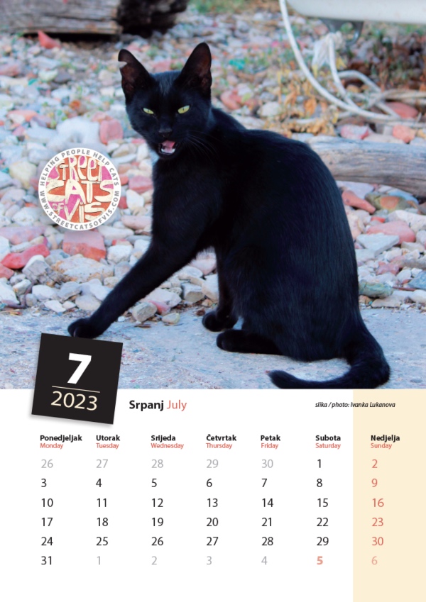 angry black cat