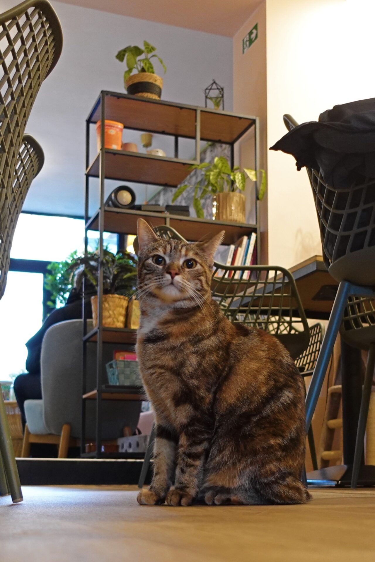 kattencafé Leuven