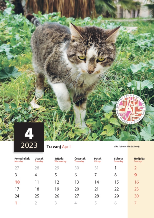 street cats calendar