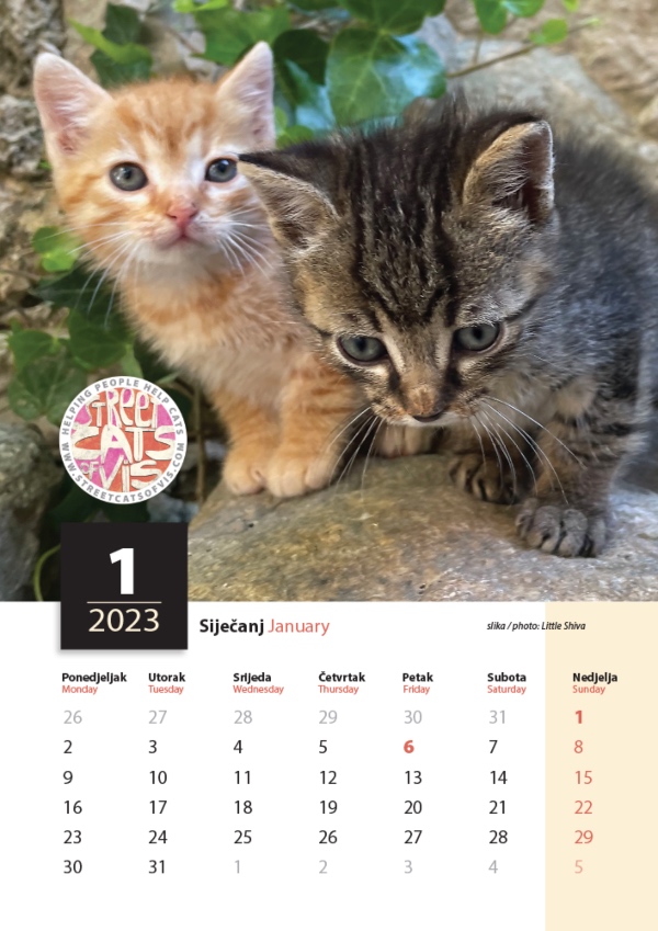 street cats of vis