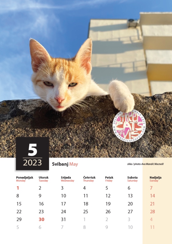 street cats vis