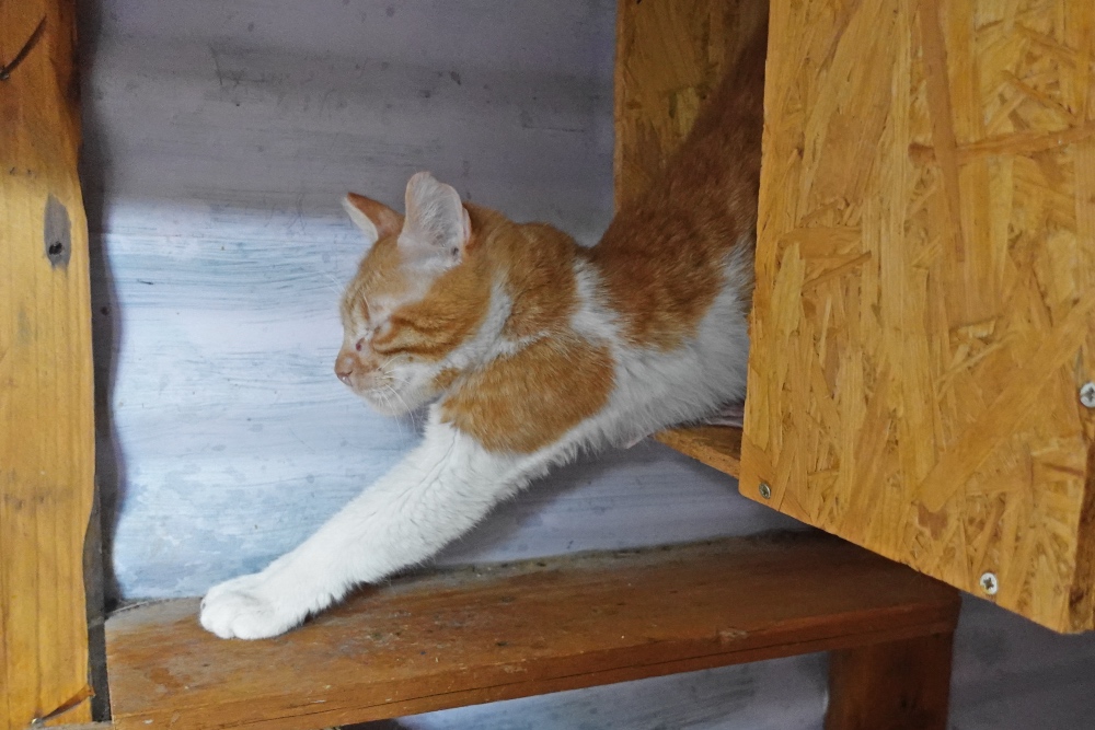 animal shelter Gouves