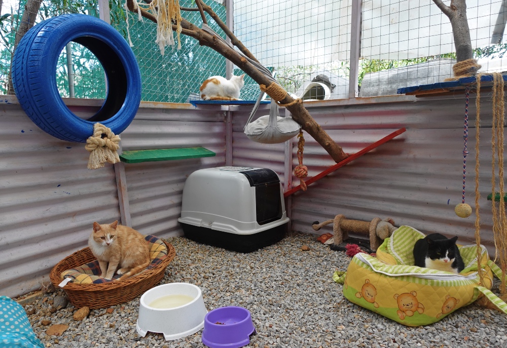 animal shelter in Crete