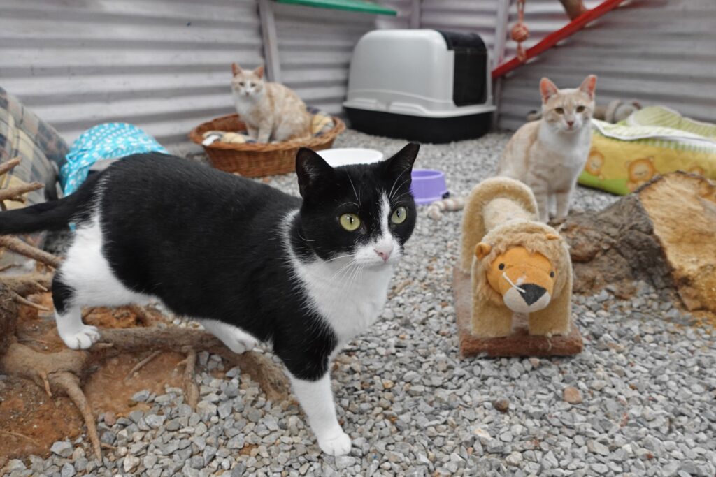 animal shelters in Crete