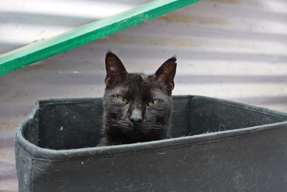 Crete black cat