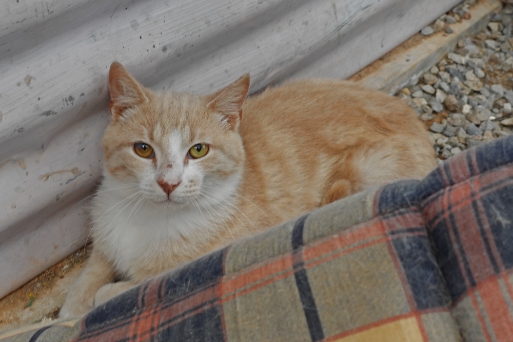 Crete cats