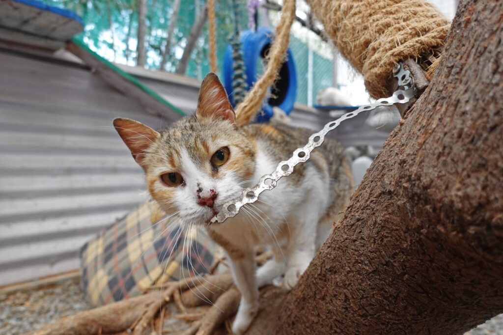 Gournes Animal Shelter
