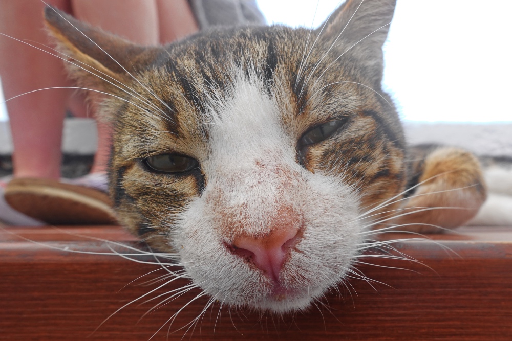 cat closeup