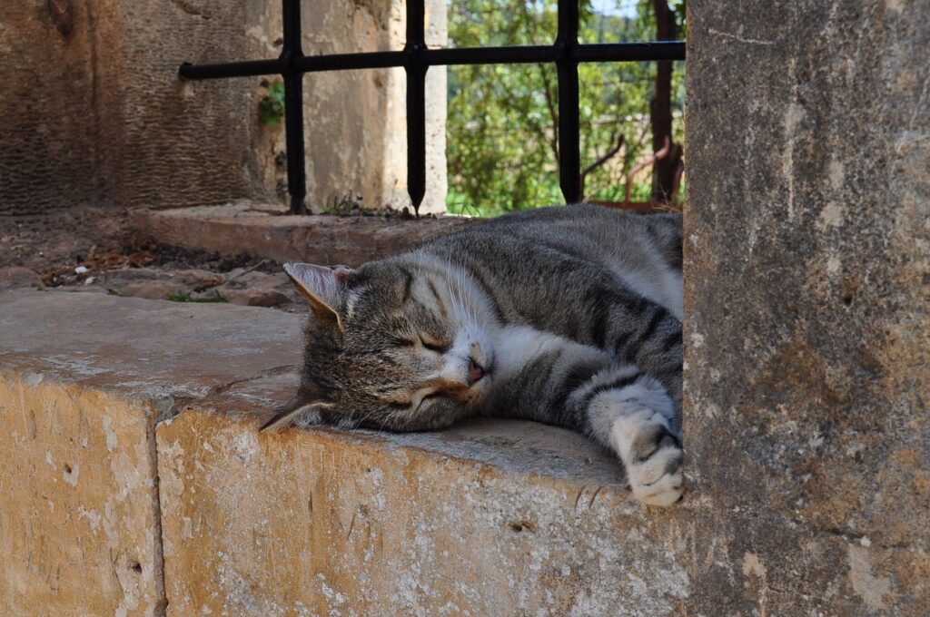 cat monastery