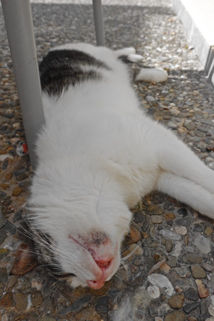 cat Sissi Bay