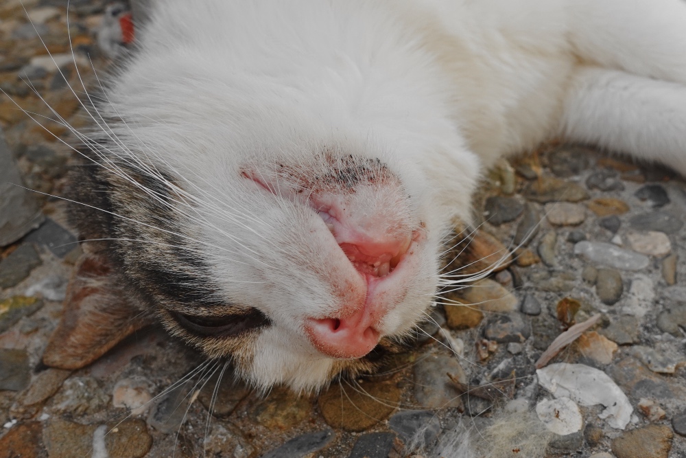 cat Sissi