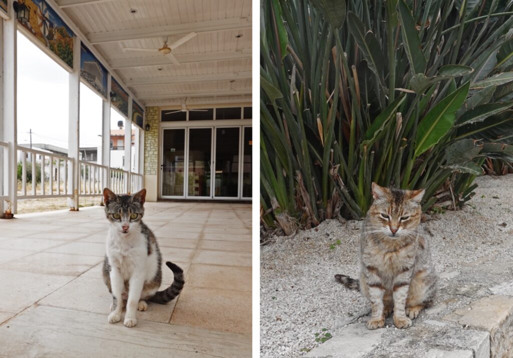 cats Sissi