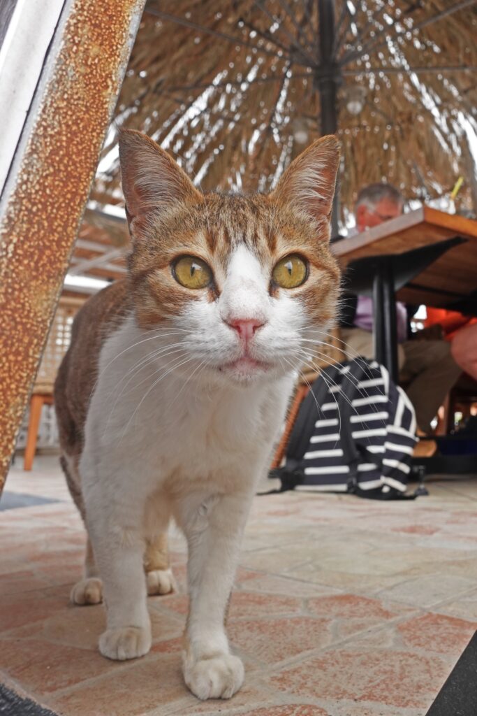 Crete cats