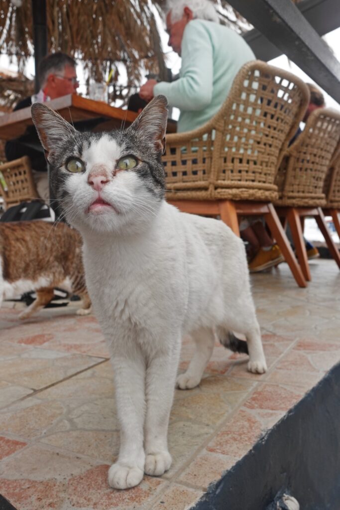 Crete harbor cats