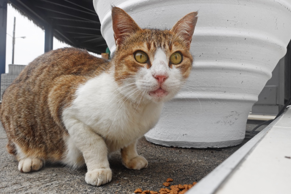 Greek cat food