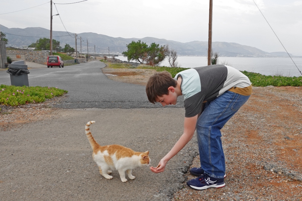 Matthieu cat