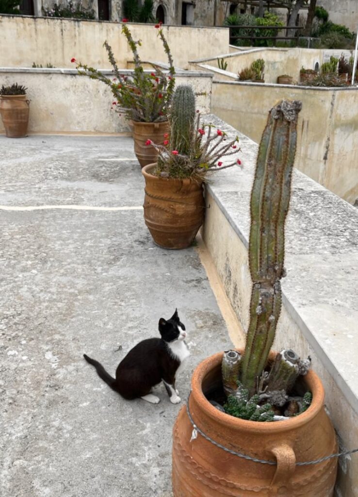 Preveli cats