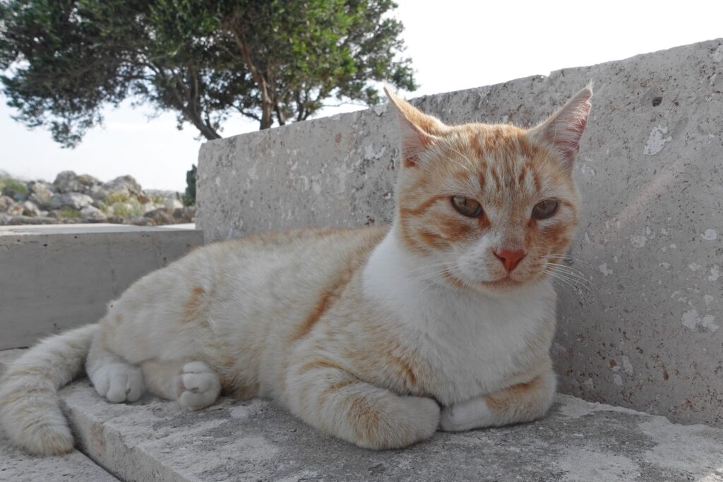 Rethymnon cats