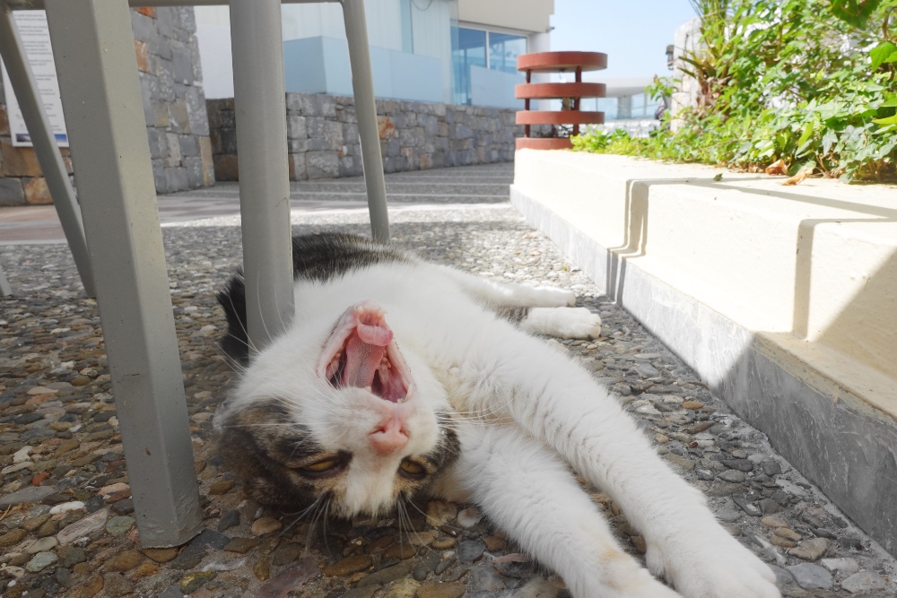 Sissi cats