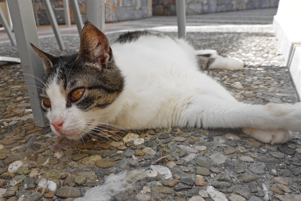 cats of Sissi