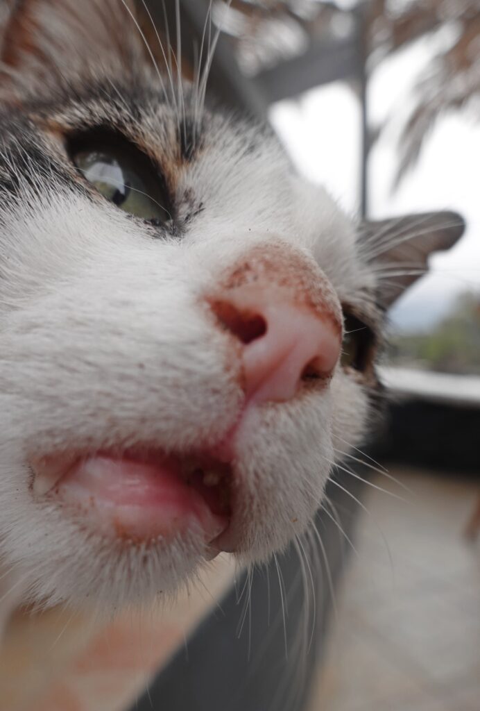 Sissi cat