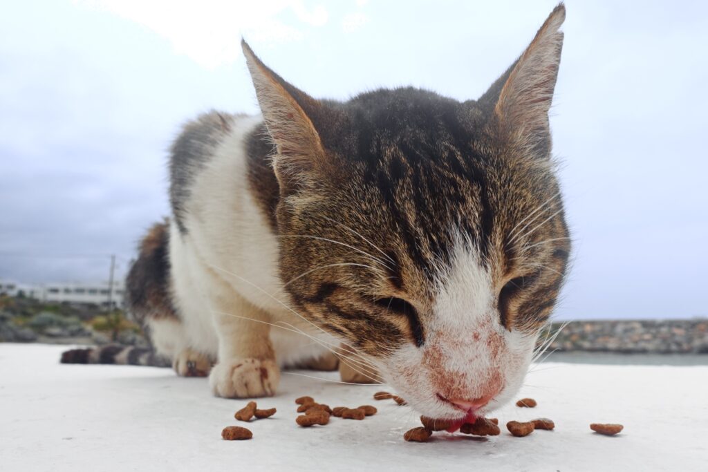 Sissi cats